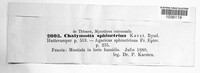 Panaeolus papilionaceus image